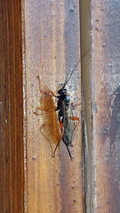Pimplinae