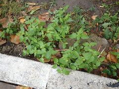 Galinsoga parviflora
