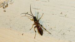 Cratichneumon