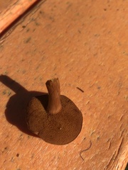 Chalciporus piperatus