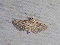 Metoeca foedalis