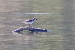 Xenus cinereus