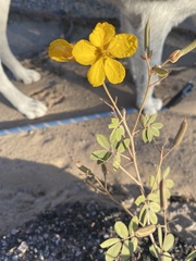 Senna bauhinioides