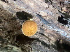 Flammulaster erinaceellus