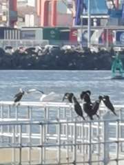 Phalacrocorax carbo