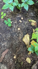 Scleroderma areolatum
