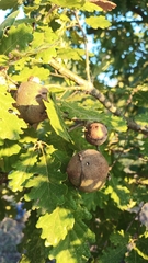 Andricus quercustozae