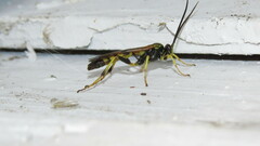 Cratichneumon