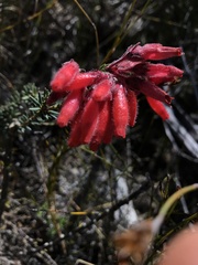 Erica cerinthoides