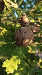 Andricus quercustozae