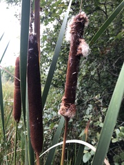 Typha angustifolia