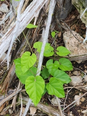 Matelea edwardsensis