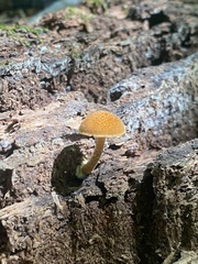 Flammulaster erinaceellus