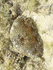 Eriphia verrucosa