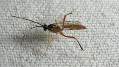 Mesostenus thoracicus