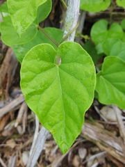 Matelea edwardsensis