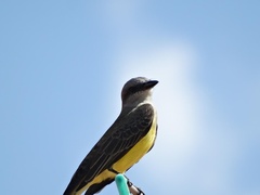 Tyrannus melancholicus