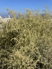 Atriplex halimus