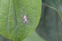 Anyphaena