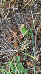 Anacridium aegyptium