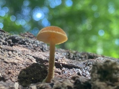 Flammulaster erinaceellus