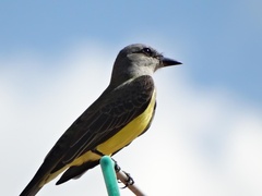 Tyrannus melancholicus