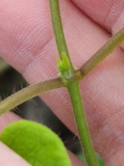 Matelea edwardsensis