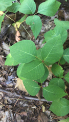 Toxicodendron rydbergii