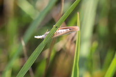Agriphila selasella