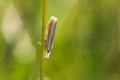 Agriphila selasella