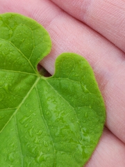 Matelea edwardsensis