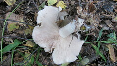 Russula delica