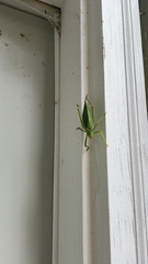 Pterophylla camellifolia