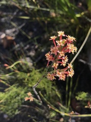 Struthiola macowanii
