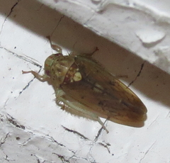 Ponana quadralaba