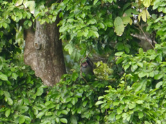 Cercopithecus cephus