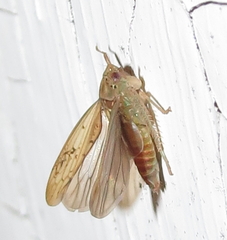 Ponana quadralaba