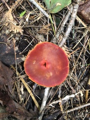 Hygrocybe coccinea