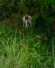 Echinacea