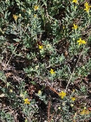 Heterotheca villosa