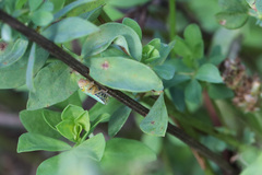 Cicadella viridis