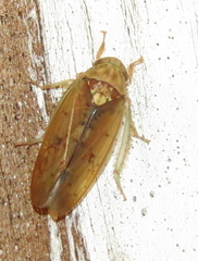 Ponana quadralaba