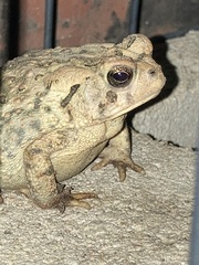 Anaxyrus