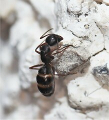 Camponotus