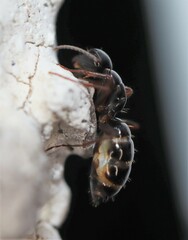 Camponotus