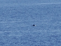 Megaptera novaeangliae