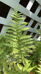 Athyrium angustum