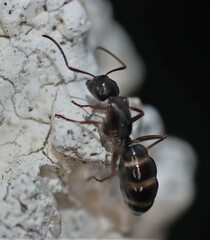 Camponotus