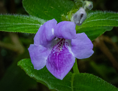 Asystasia dalzelliana