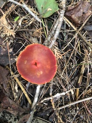 Hygrocybe coccinea